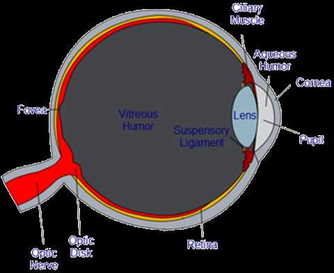 schematic diagram of eyeball