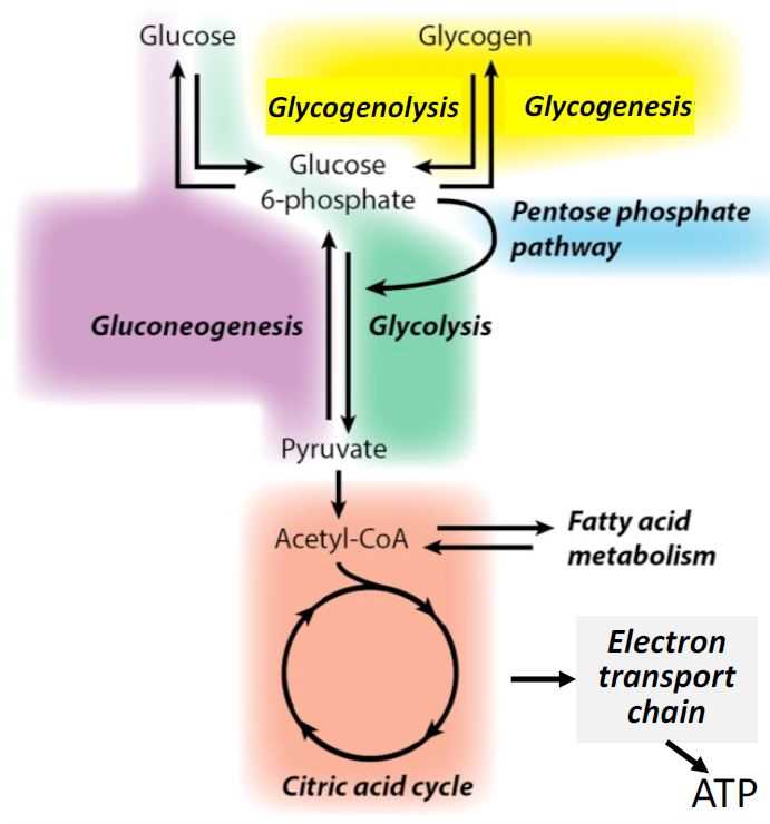 schematic diagram of gluconeogenesis