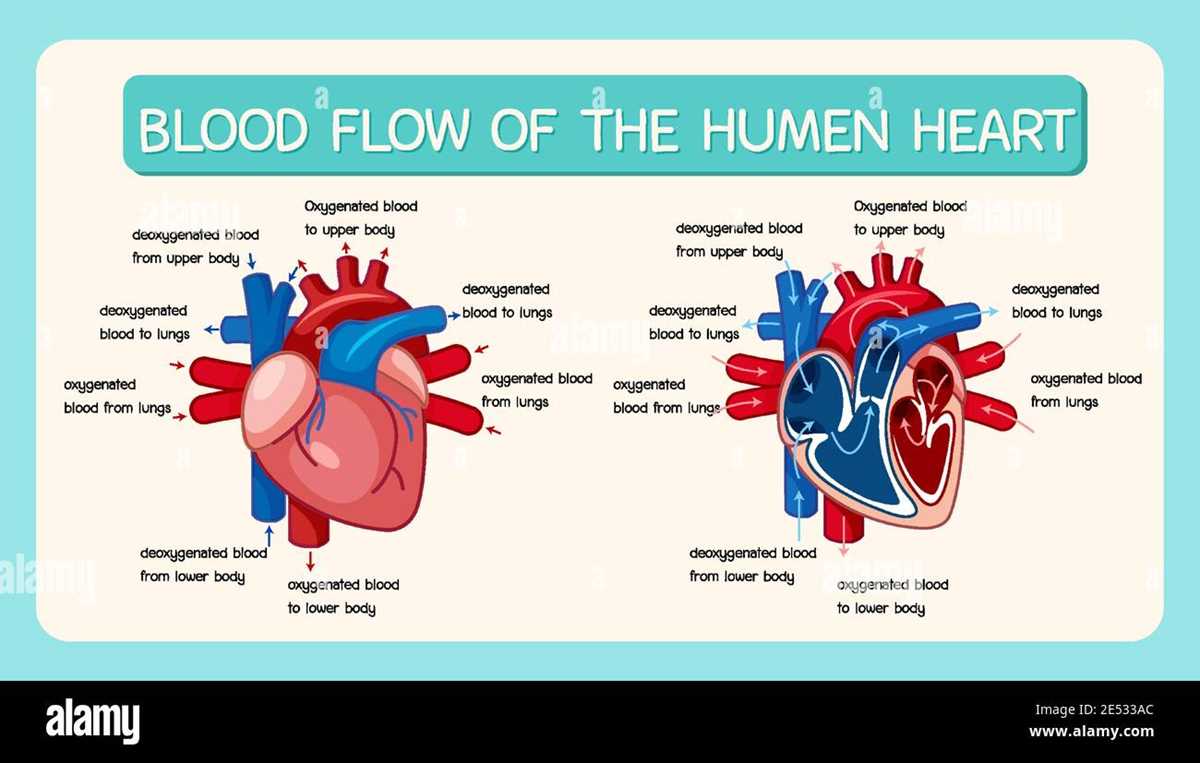 schematic diagram of heart blood flow