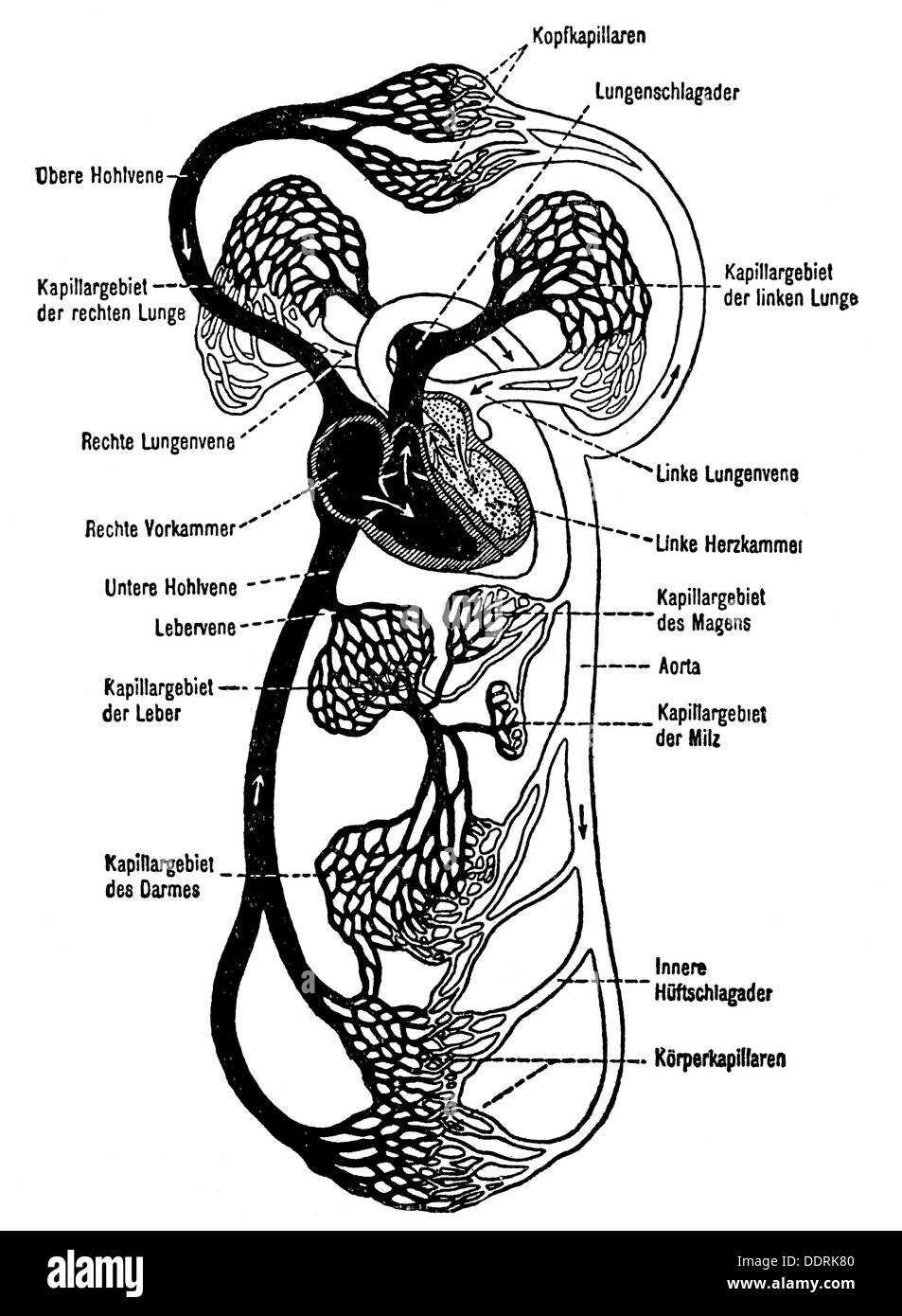 schematic diagram of heart circulation schematic diagram of heart circulation