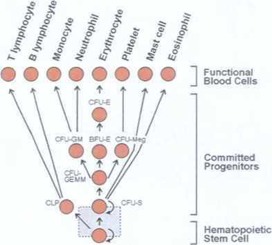 schematic diagram of hematopoiesis schematic diagram of hematopoiesis