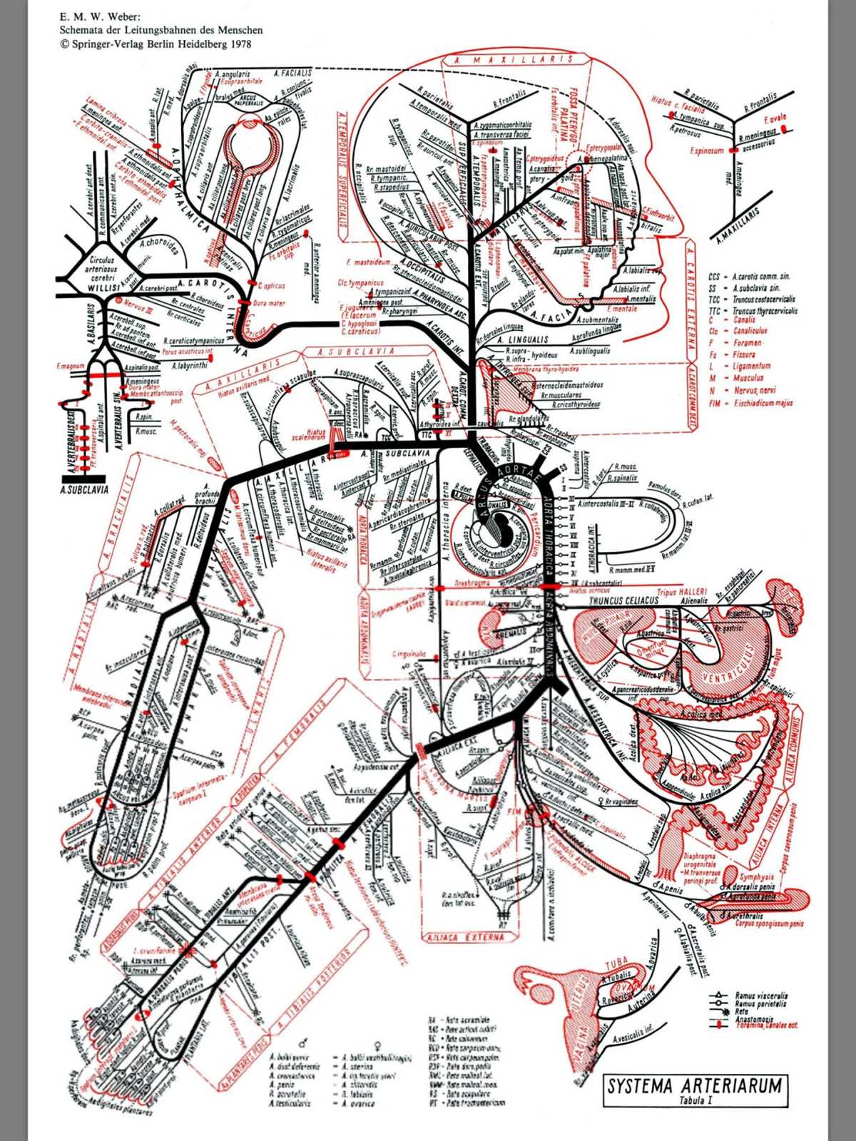 schematic diagram of human body surface