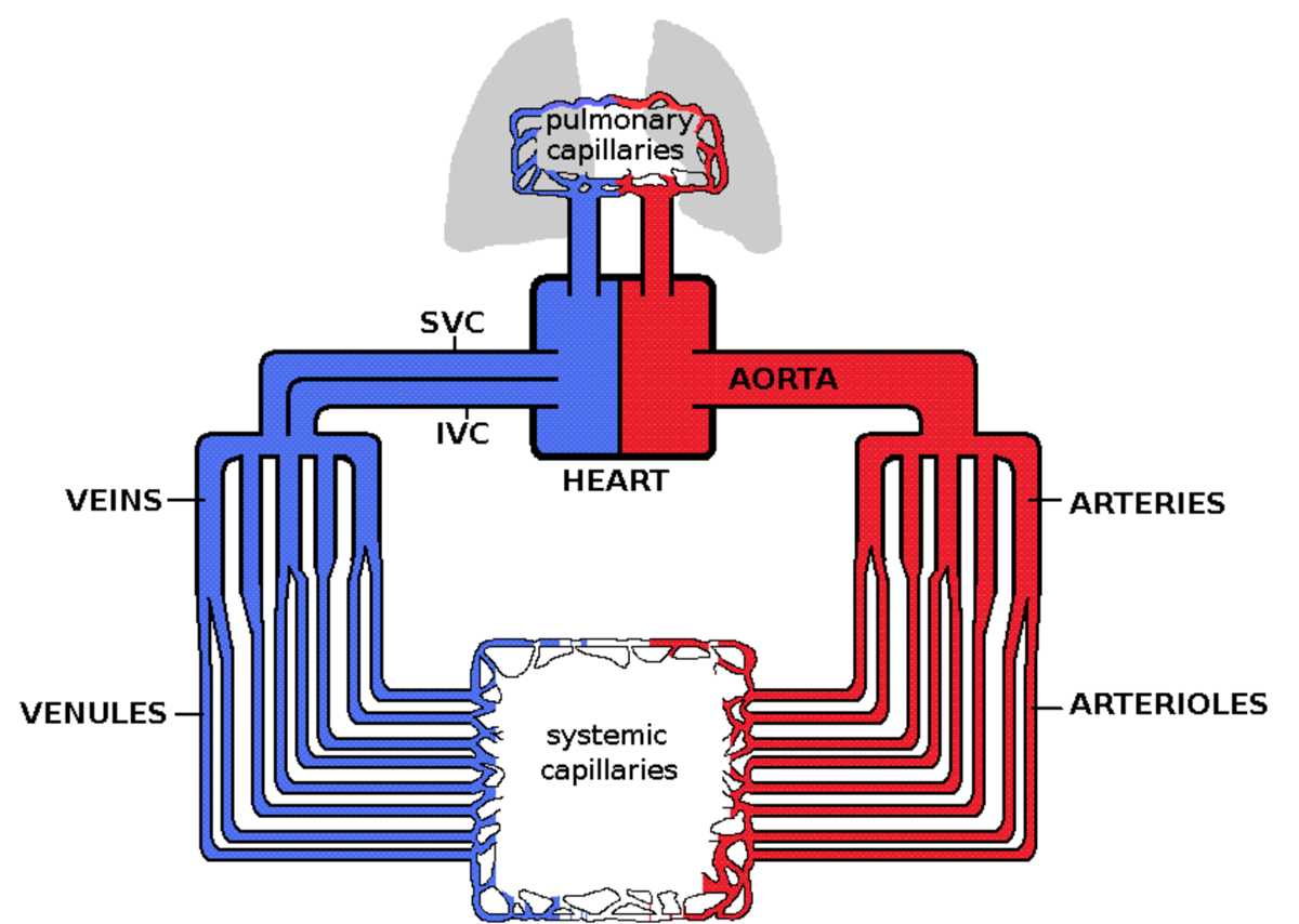 schematic diagram of human heart