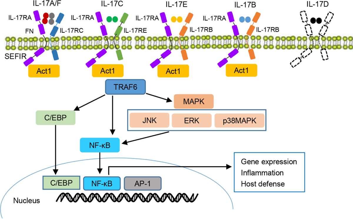 schematic diagram of il17 and tumor