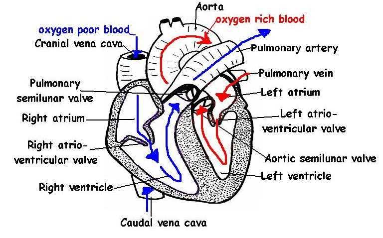 schematic diagram of mammal heart