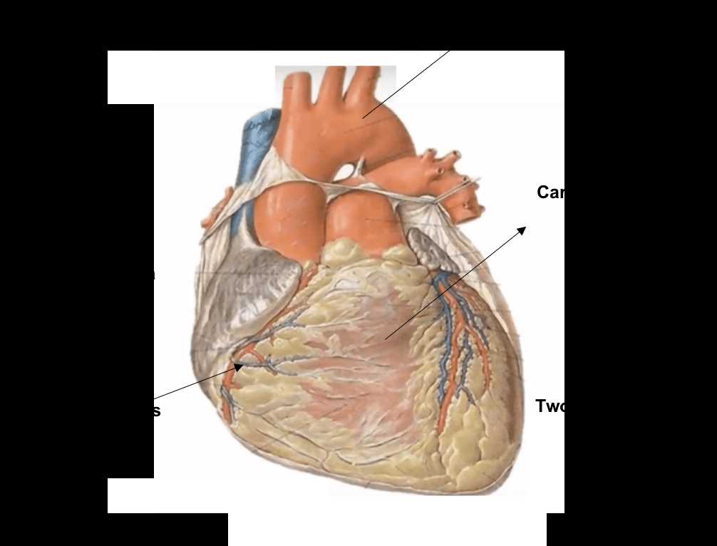 schematic diagram of mammal heart