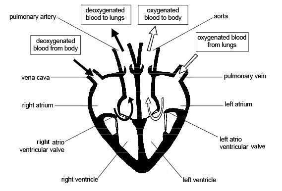 schematic diagram of mammalian heart