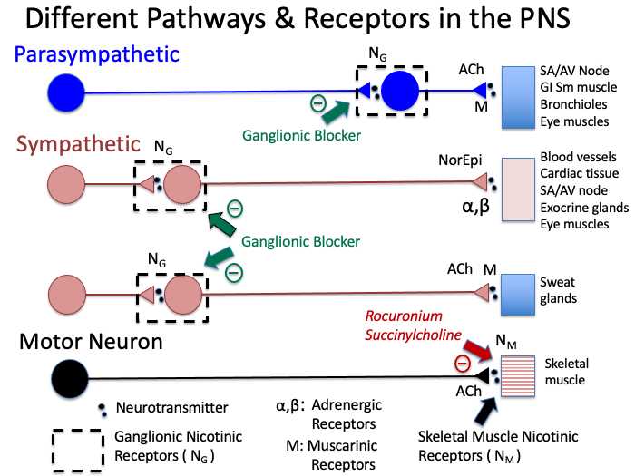 schematic diagram of nervous system