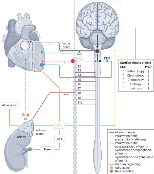 schematic diagram of nervous system