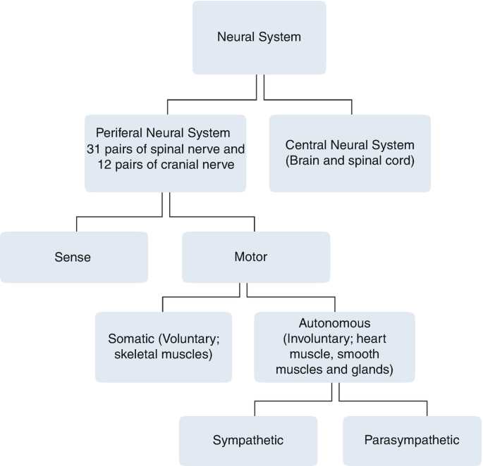 schematic diagram of nervous system