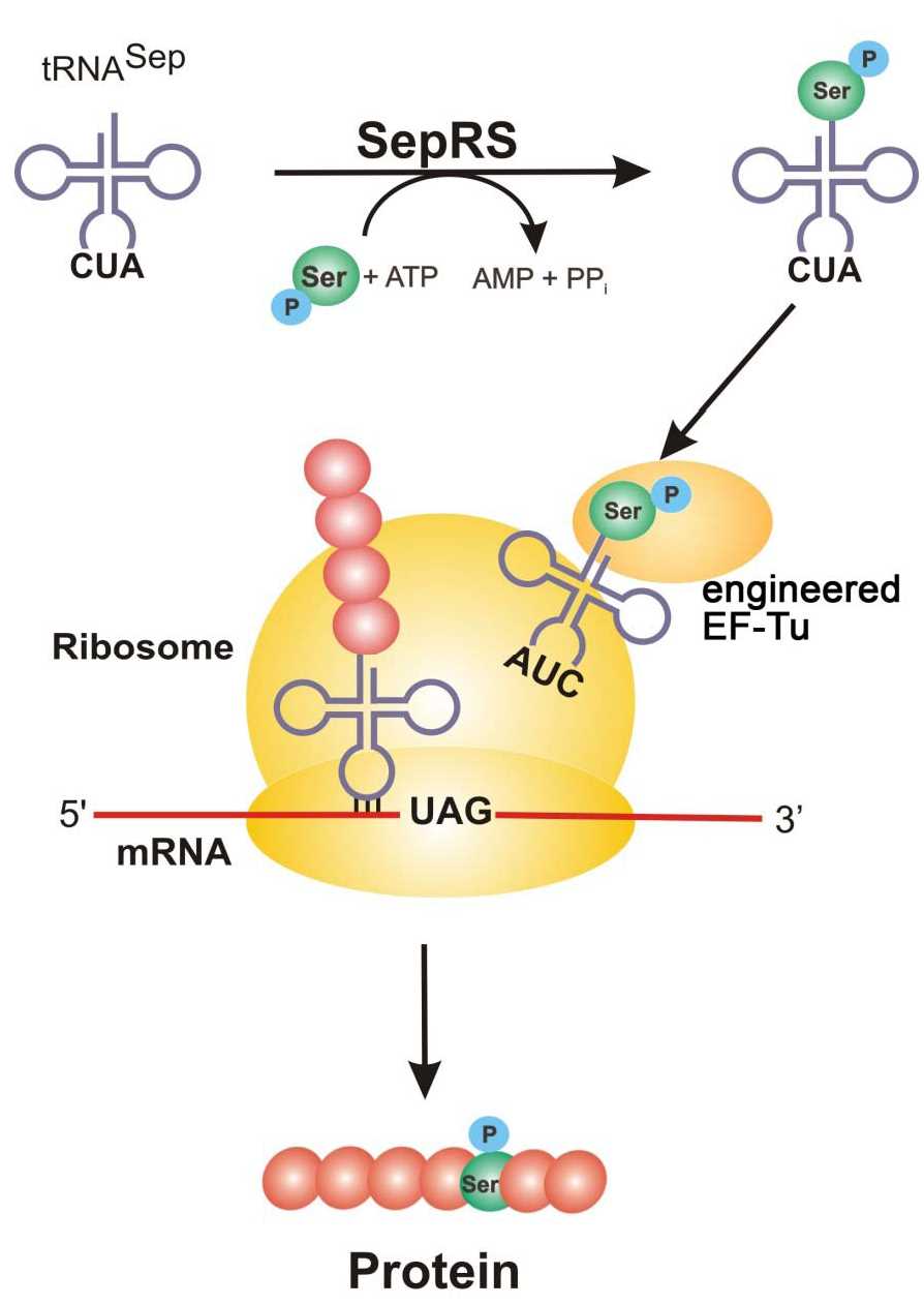 schematic diagram of phospho schematic diagram of phospho
