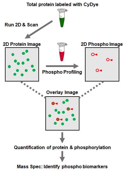 schematic diagram of phospho schematic diagram of phospho