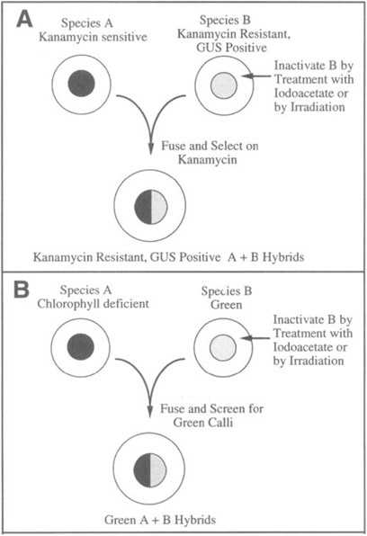 schematic diagram of protoplast fusion