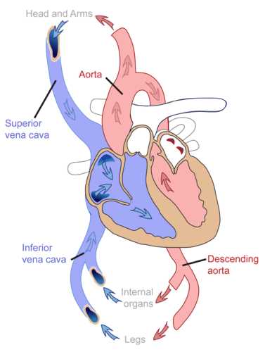 schematic diagram of pulmonary and systemic circulation
