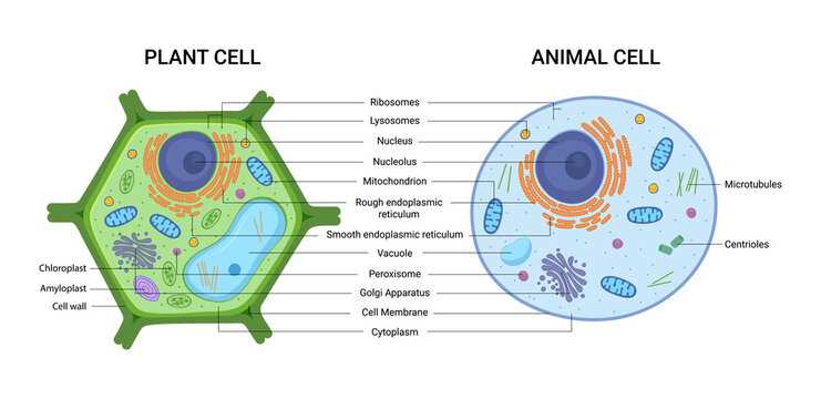 schematic diagram of typical plant cell