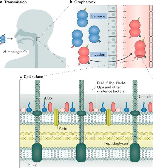 schematic diagram pathophysiology of bacterial meningitis