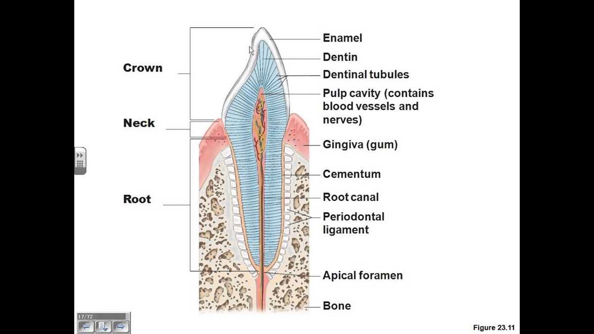 schematic diagram pearson digestive system schematic diagram pearson digestive system