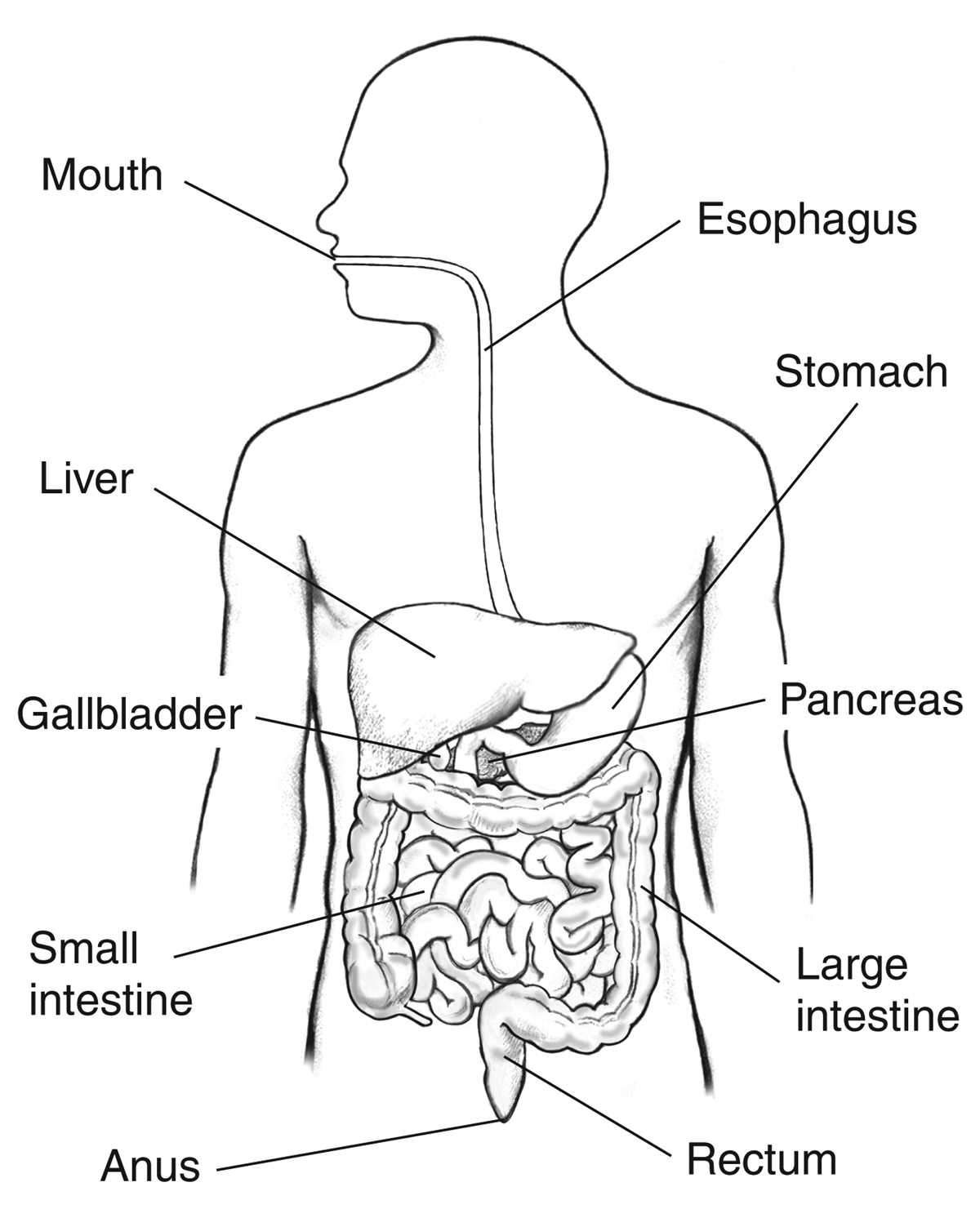 schematic diagram pearson digestive system schematic diagram pearson digestive system