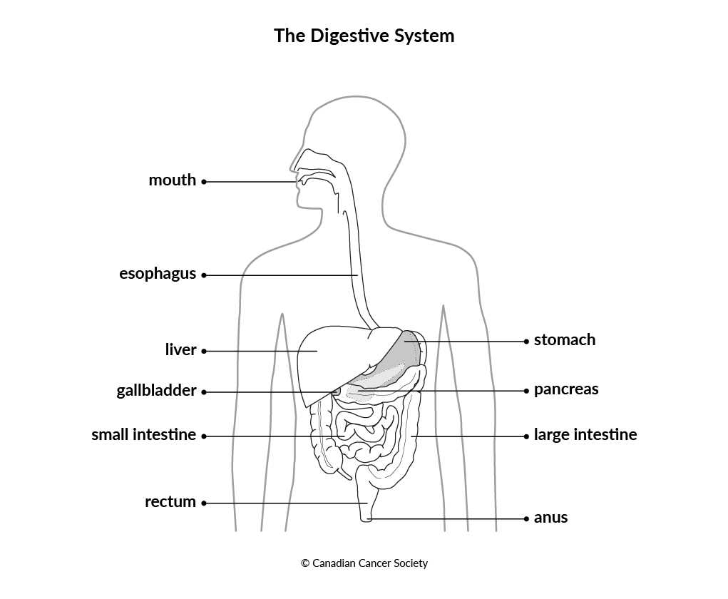 schematic diagram pearson digestive system schematic diagram pearson digestive system