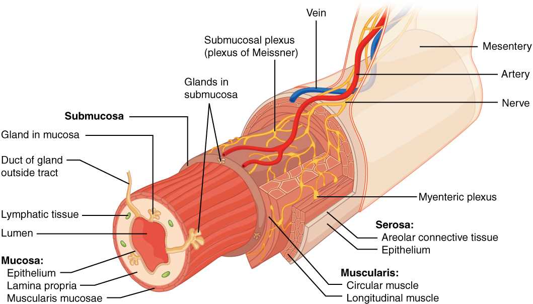schematic diagram pearson digestive system schematic diagram pearson digestive system