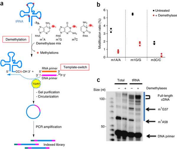 schematic diagram rna sequencing schematic diagram rna sequencing