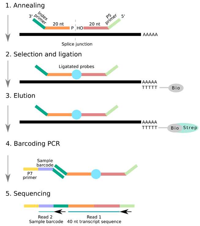 schematic diagram rna sequencing schematic diagram rna sequencing