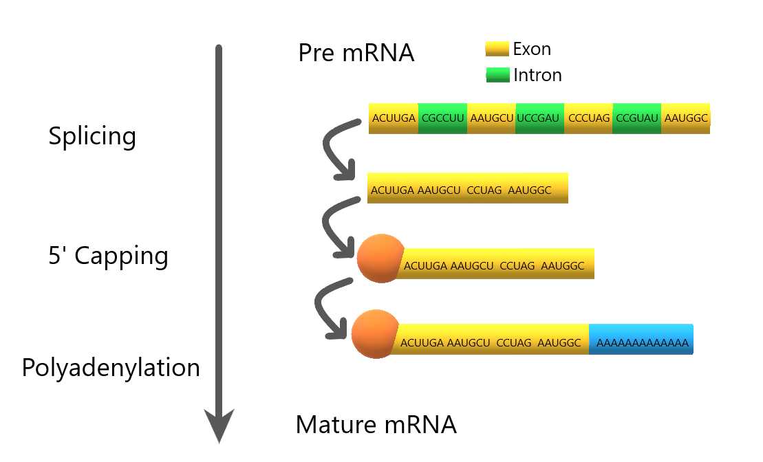 schematic diagram showing protein synthesis