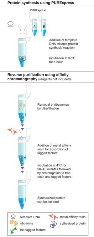 schematic diagram showing protein synthesis