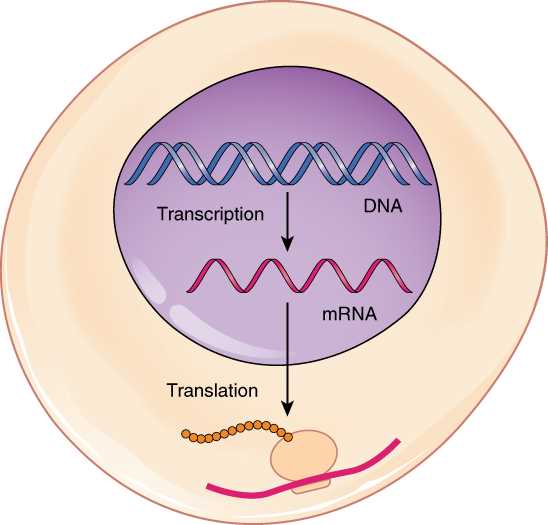 schematic diagram showing protein synthesis