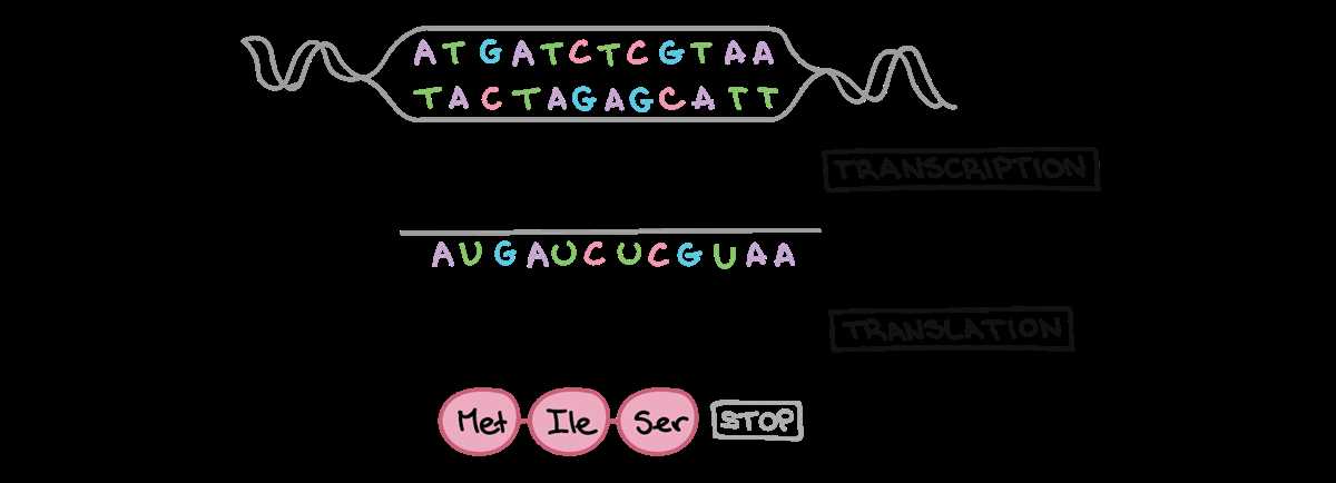schematic diagram showing protein synthesis