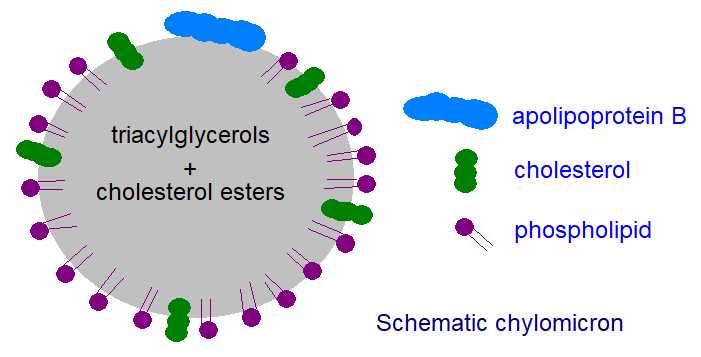 triglyceride schematic diagram