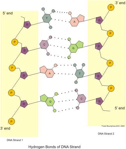 dna schematic diagram dna schematic diagram