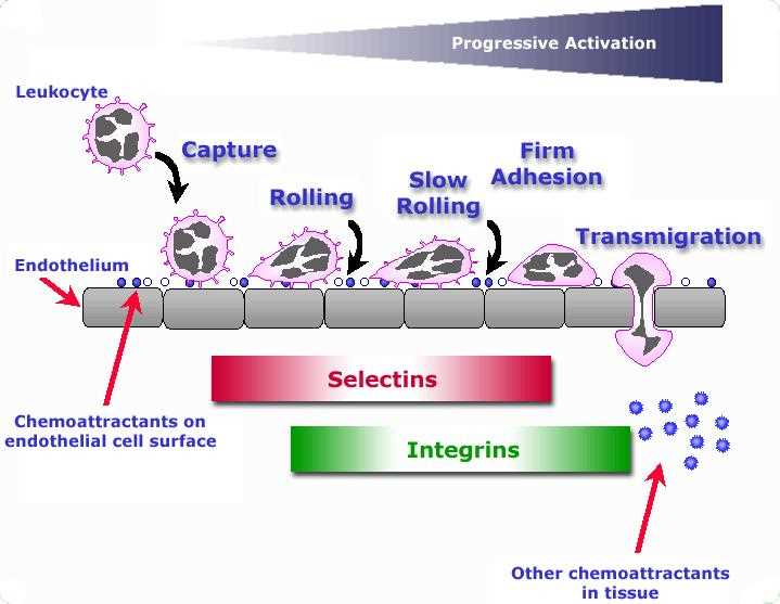 acute inflammation schematic diagram