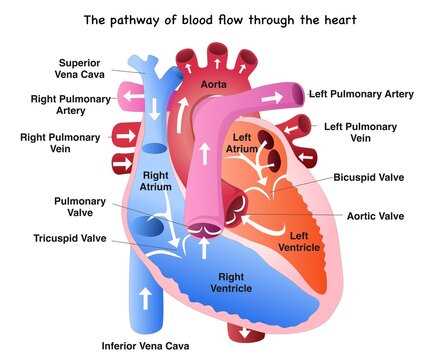 schematic diagram of heart blood flow