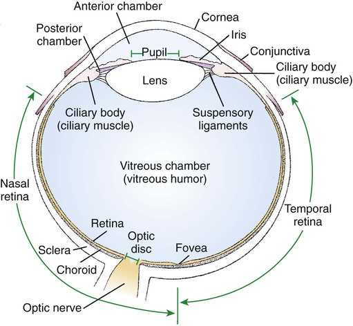 anterior and posterior schematic diagram of dog anterior and posterior schematic diagram of dog