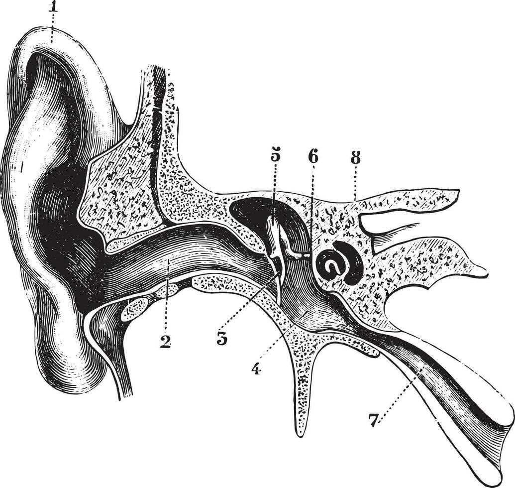 ear schematic diagram