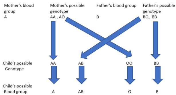 blood group schematic diagram