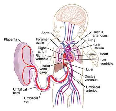 fetal circulation schematic diagram hand drawn fetal circulation schematic diagram hand drawn