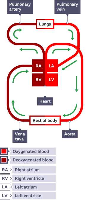 schematic diagram of circulation of blood