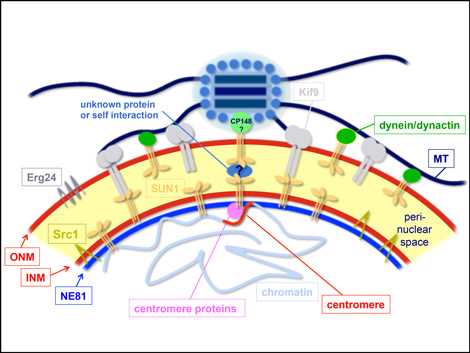 centrosome schematic diagram centrosome schematic diagram