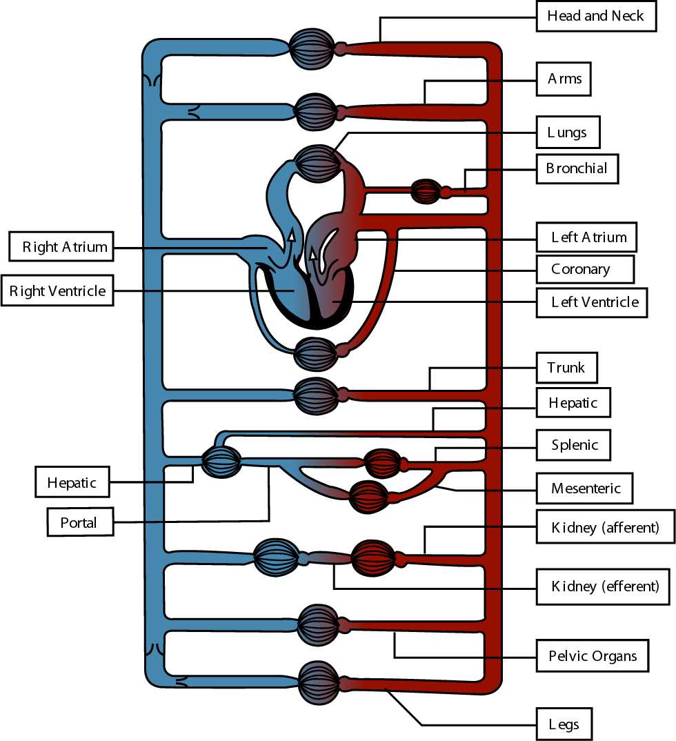 circulatory system schematic diagram