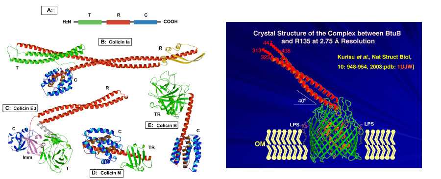 colicin e3 and immunity protein schematic diagram