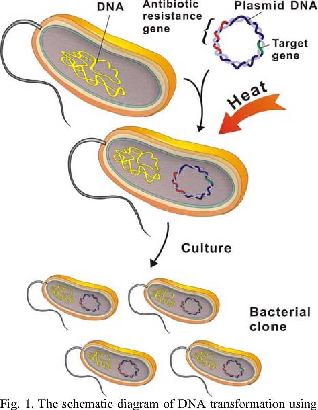 dna schematic diagram dna schematic diagram