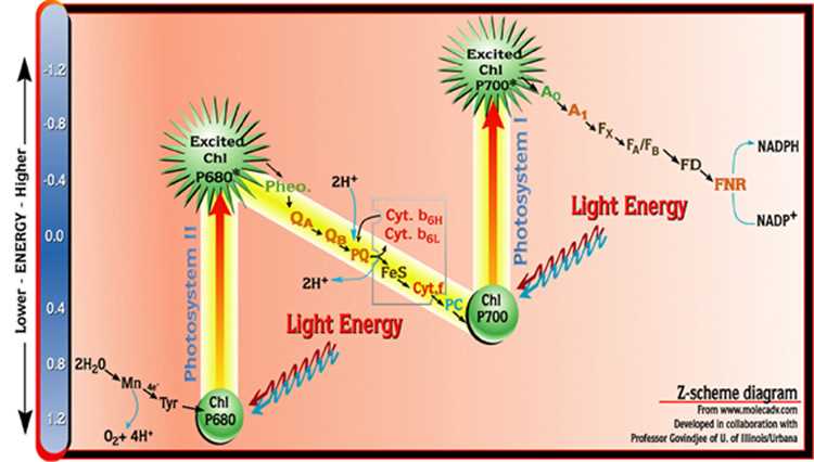 draw a schematic diagram of photosynthesis draw a schematic diagram of photosynthesis