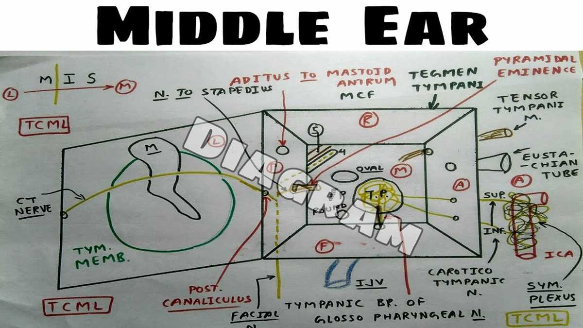 ear schematic diagram