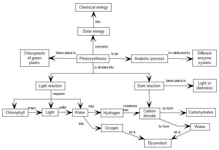 schematic diagram of photosynthesis