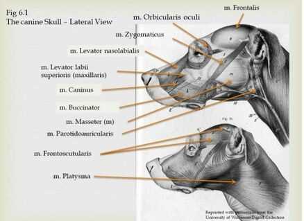 anterior and posterior schematic diagram of dog anterior and posterior schematic diagram of dog