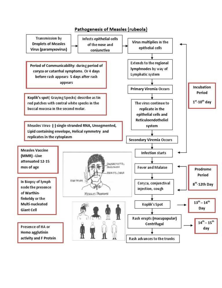 schematic diagram of pathophysiology of measles