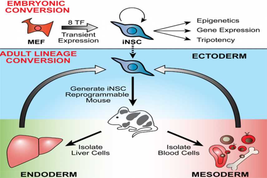 gene schematic diagram creation