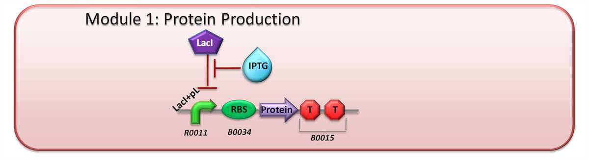 gene schematic diagram creation